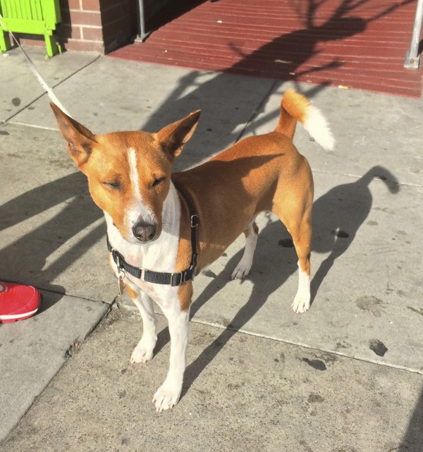 Red and White Basenji With Eyes Closed