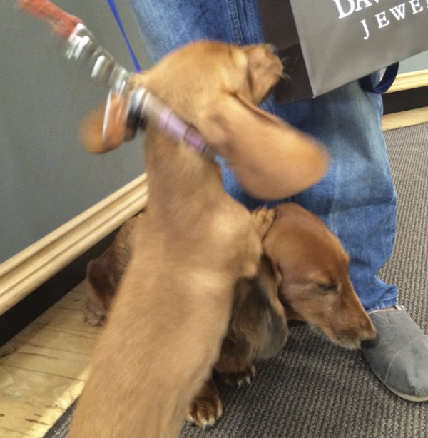 Miniature Dachshund Puppy Teasing Adult Long-Haired Miniature Dachshund