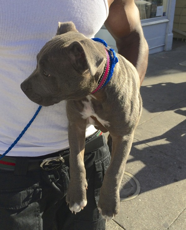Brindled-and-White American Pit Bull Terrier Mix Puppy