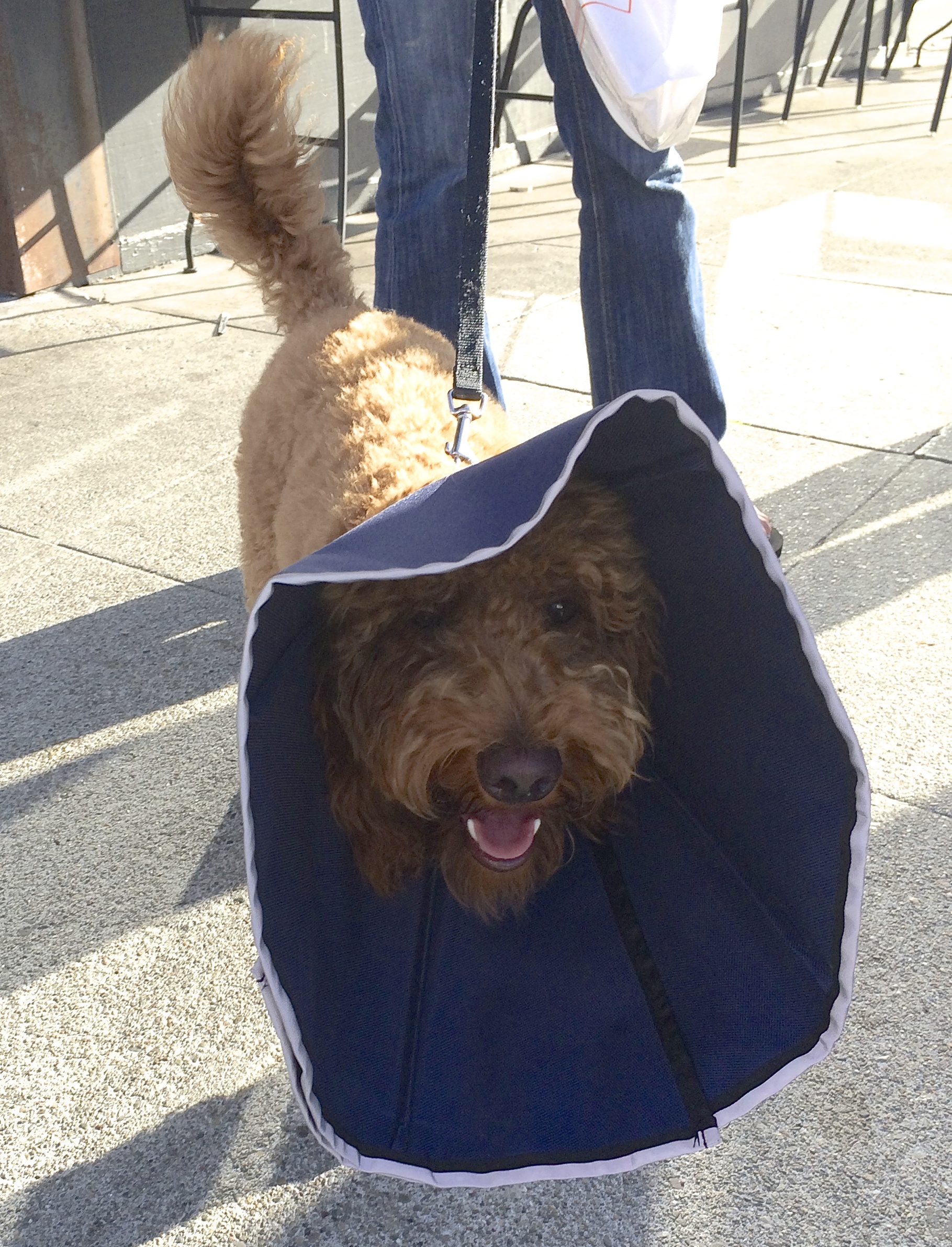 Brown Labradoodle in a Flexible Cone of Shame