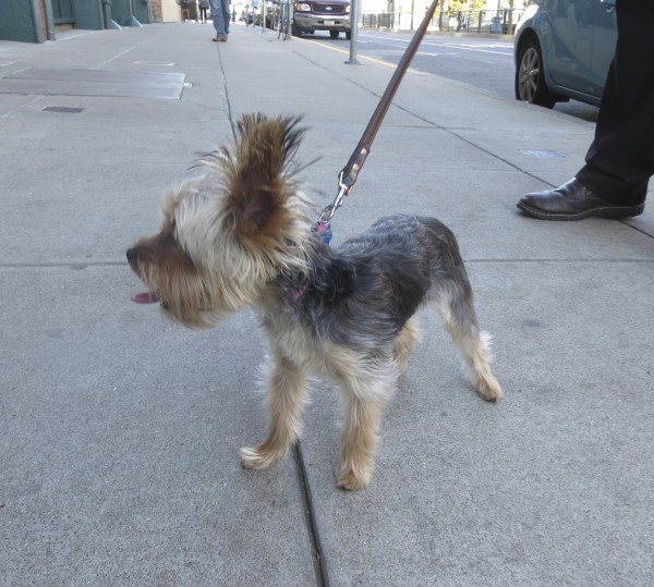 Yorkshire Terrier With Ears Standing Up And Tongue Sticking Out