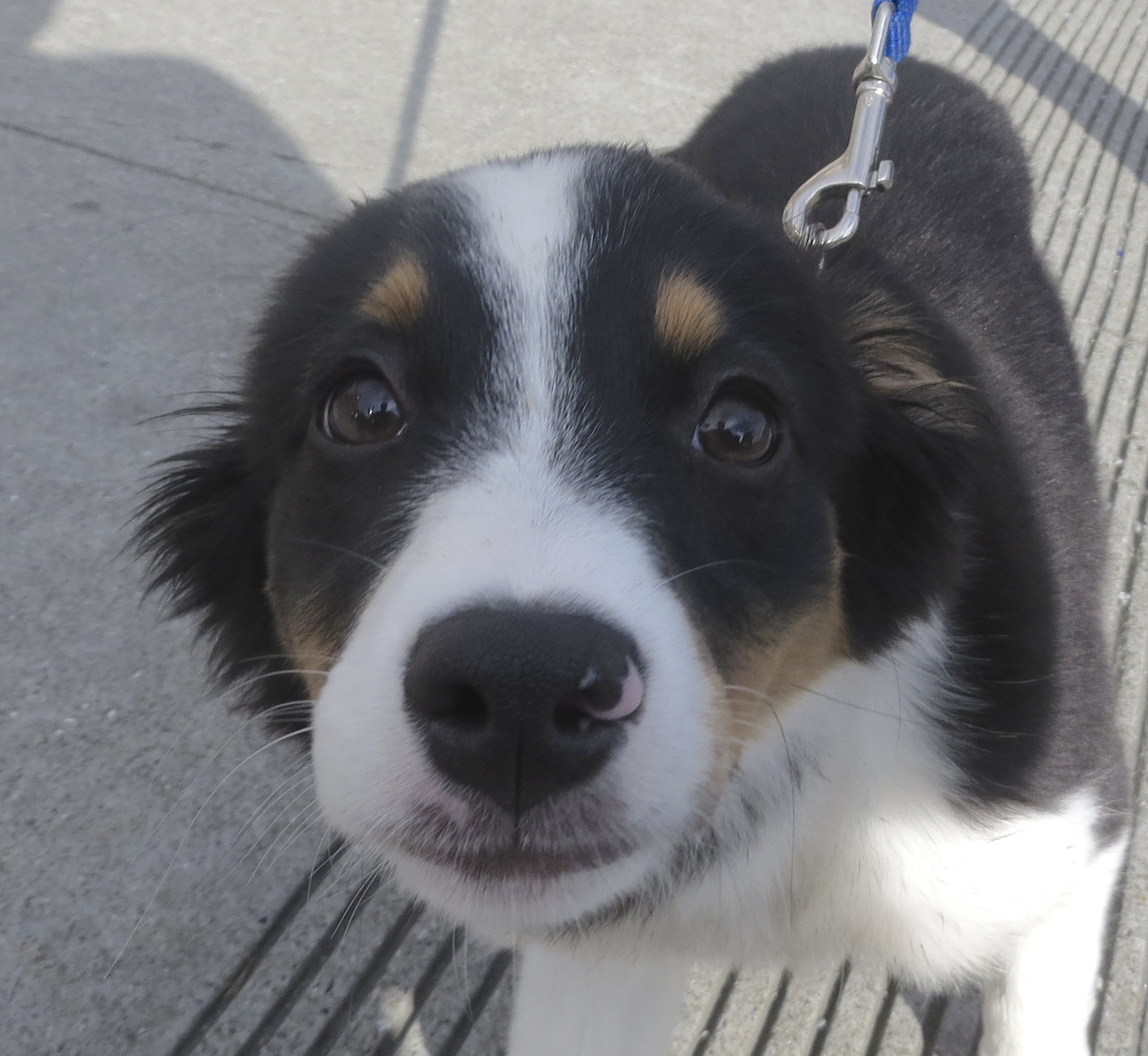 Tricolor Miniature Australian Shepherd Puppy With Pink Spot On Her Nose