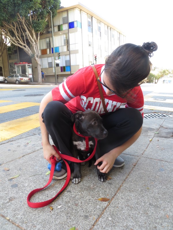 Woman Squatting With Pit Bull/Labrador Puppy Between Her Knees