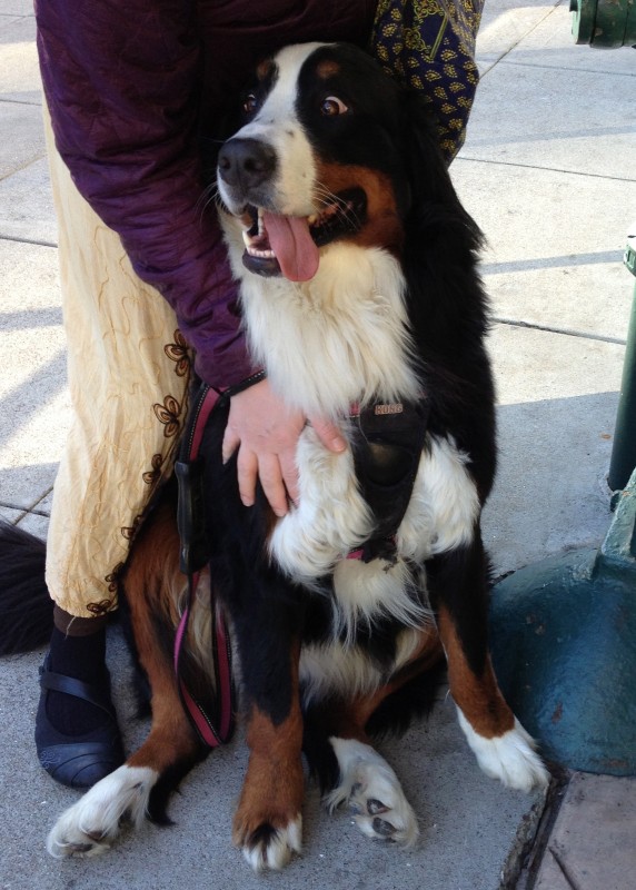 Happy and Astonished Bernese Mountain Dog