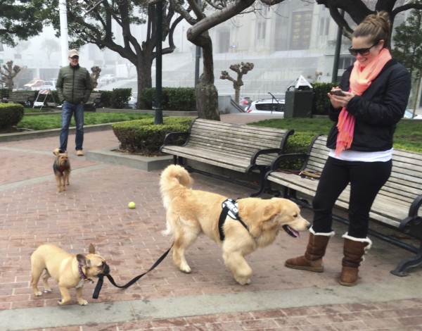 Boston Terrier Taking a Golden Retriever For a Walk