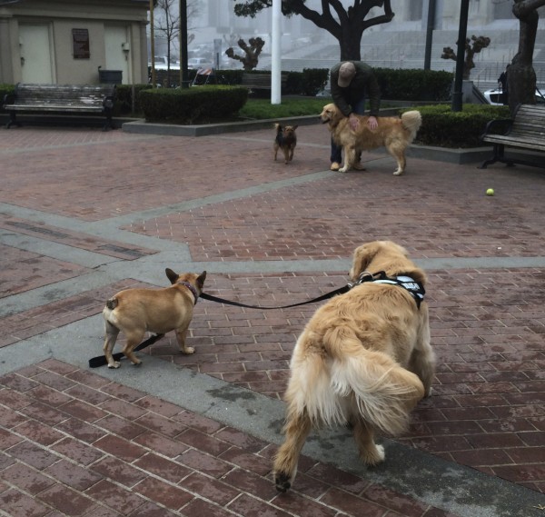 Boston Terrier Taking a Golden Retriever For a Walk