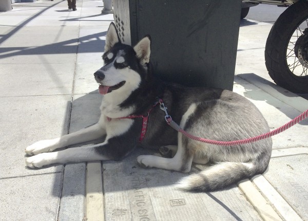 Silver-And-White Siberian Husky