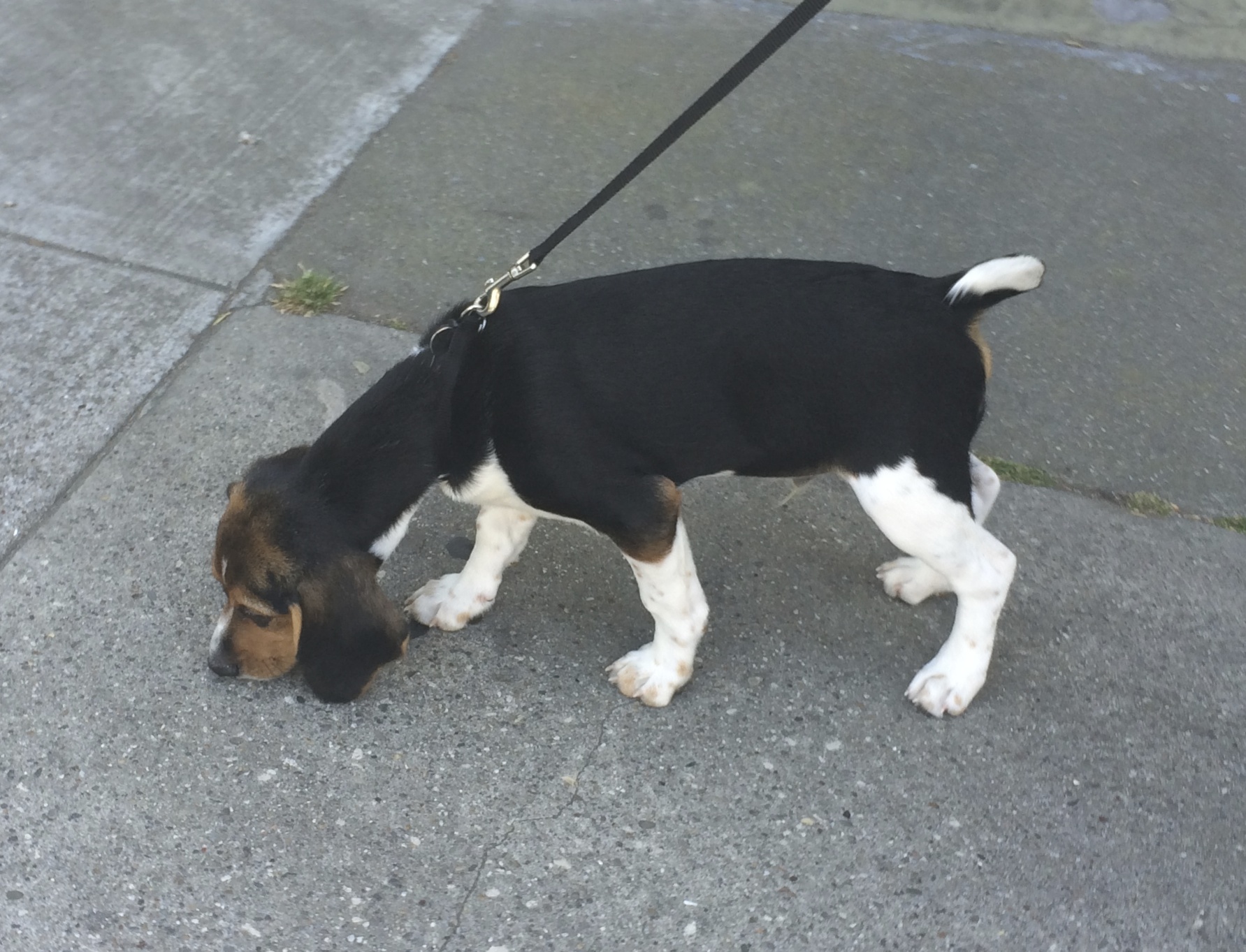 Beagle Puppy Sniffing the Ground