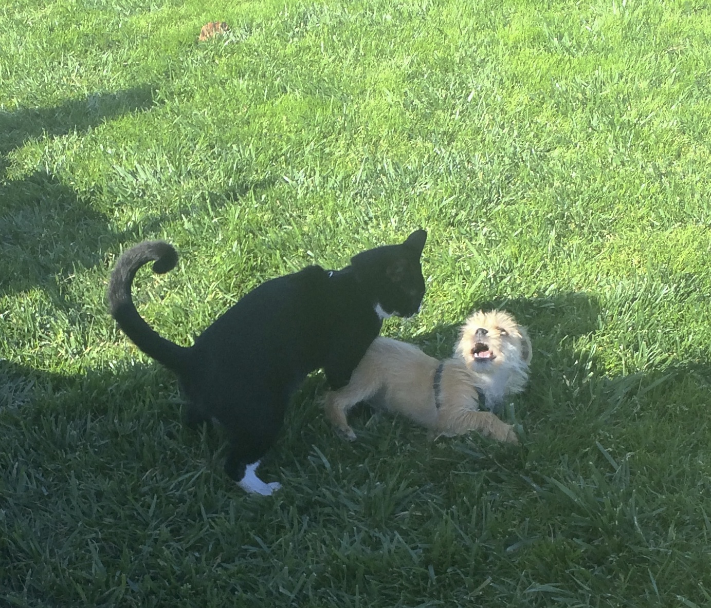 Black Cat With White Socks Playing With Small Scruffy Terrier Mix