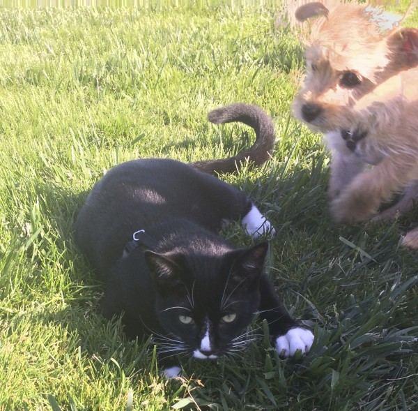 Small Scruffy Terrier Mix About To Pounce On Black Cat With White Socks