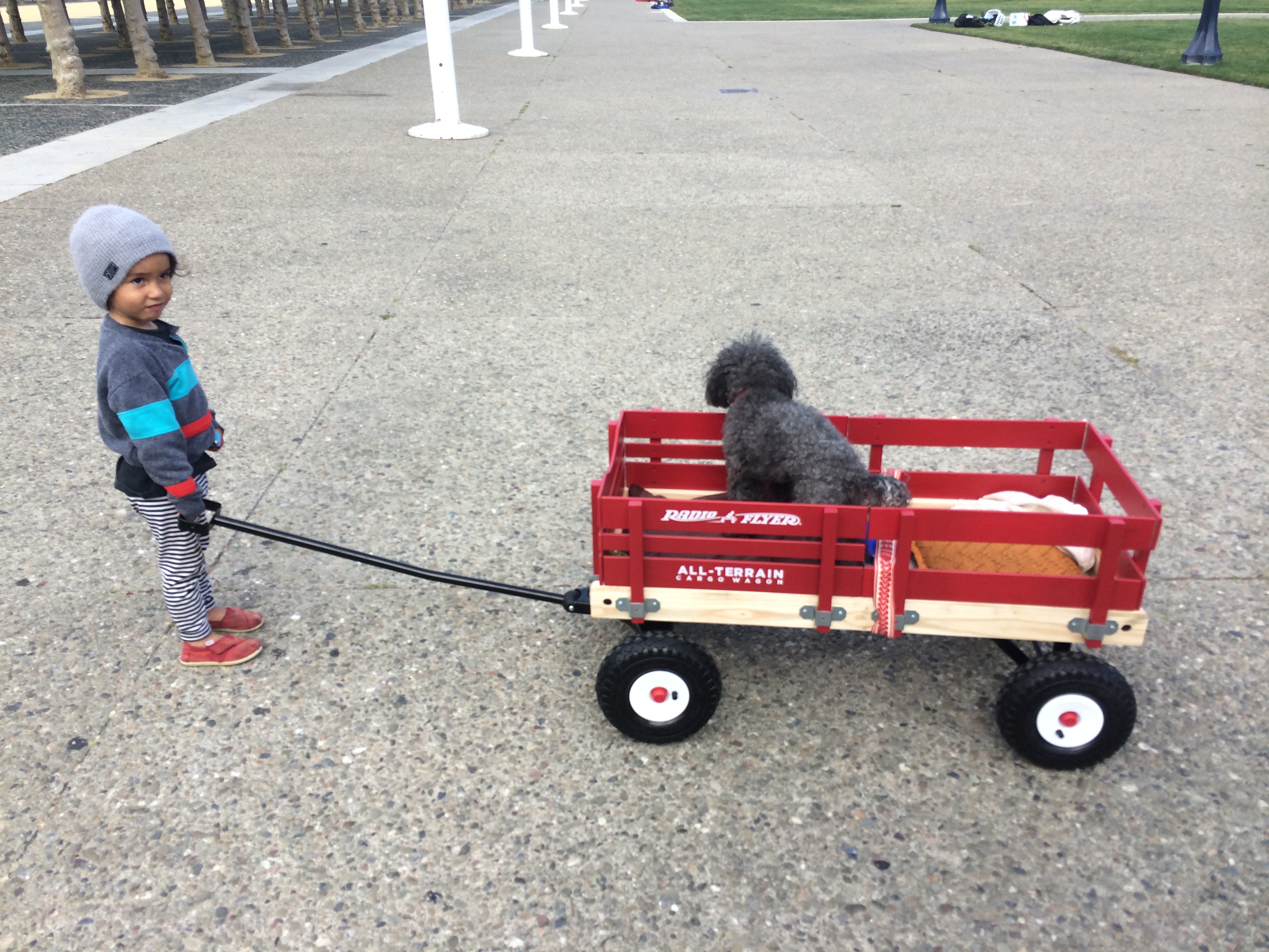 Grey Poodle In A Wagon Being Pulled By A Child