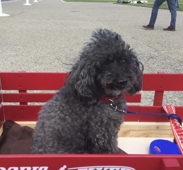 Grey Poodle In A Wagon