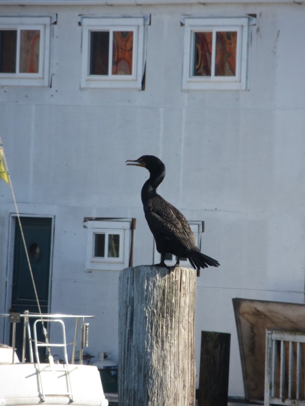 Pelagic Cormorant Perching On Piling