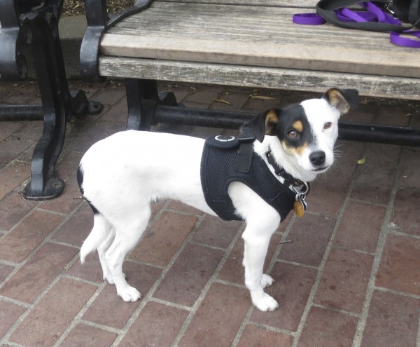 Mostly White Tricolor Jack Russell Terrier Mix