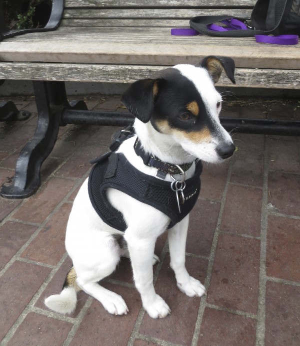 Mostly White Tricolor Jack Russell Terrier Mix