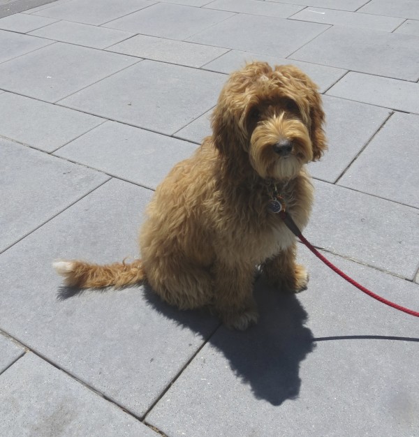 Apricot Labradoodle With White Tailtip and Chest