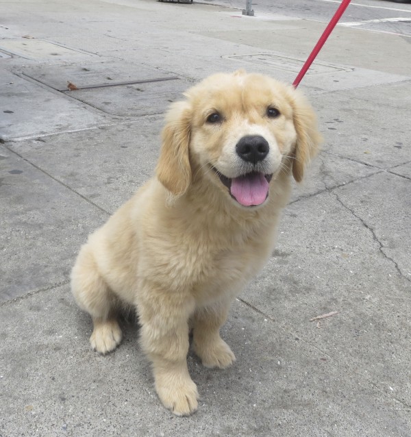 Golden Retriever Puppy Sitting And Smiling