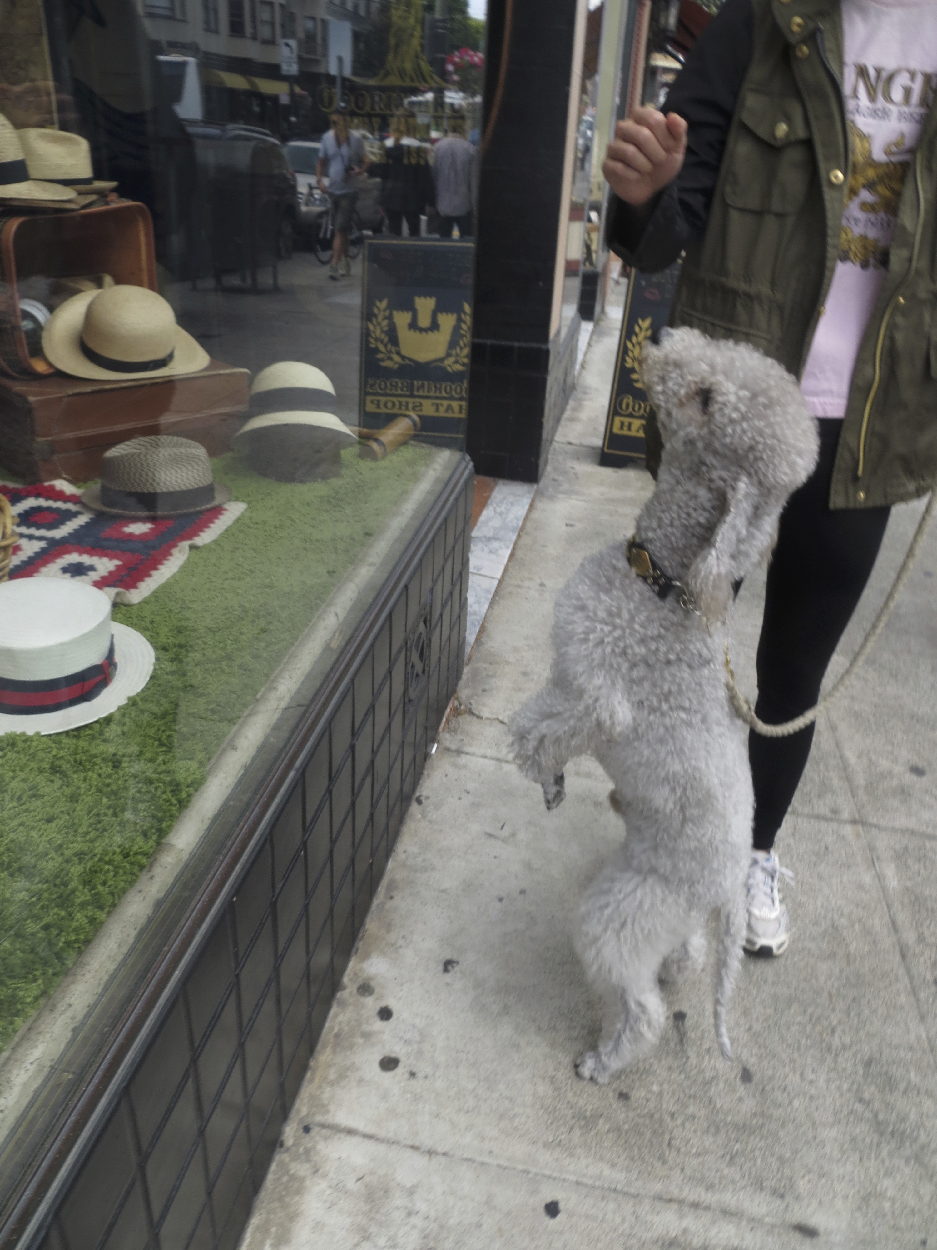 Grey Bedlington Terrier Looking In The Window Of A Hat Shop