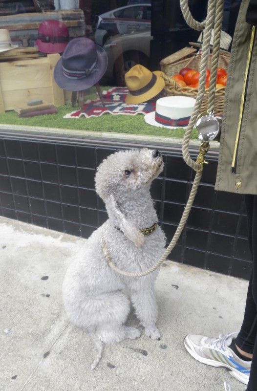 Grey Bedlington Terrier Sitting Obediently and Looking Up At His Owner