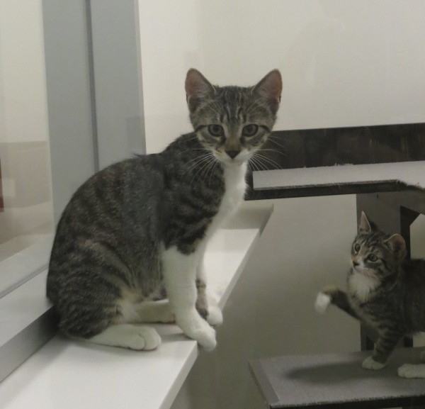 Two Grey Tiger Tabby Kittens