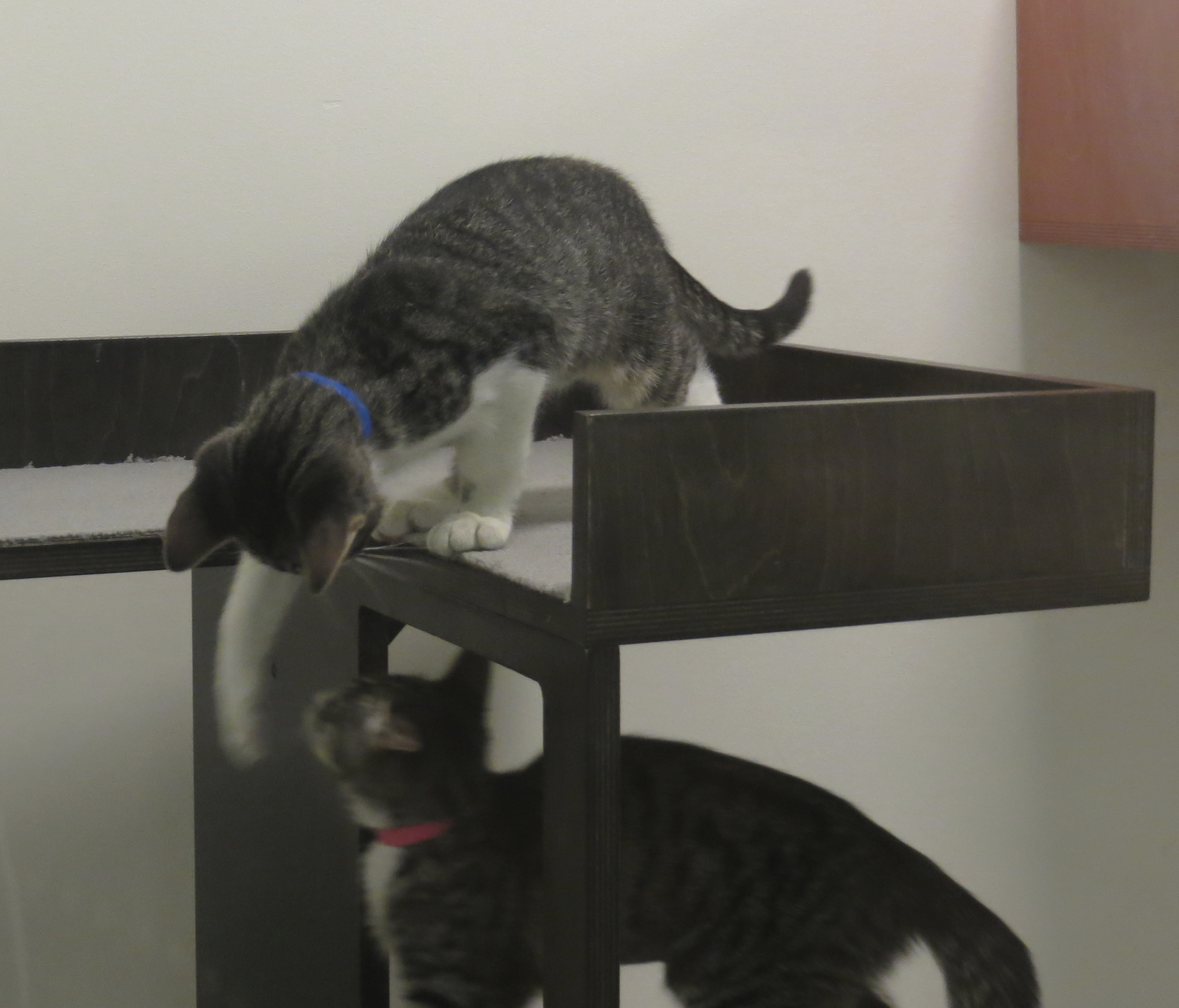 Two Grey Tiger Tabby Kittens Playing