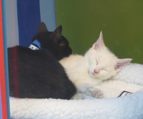 Black And White Kittens Sleeping