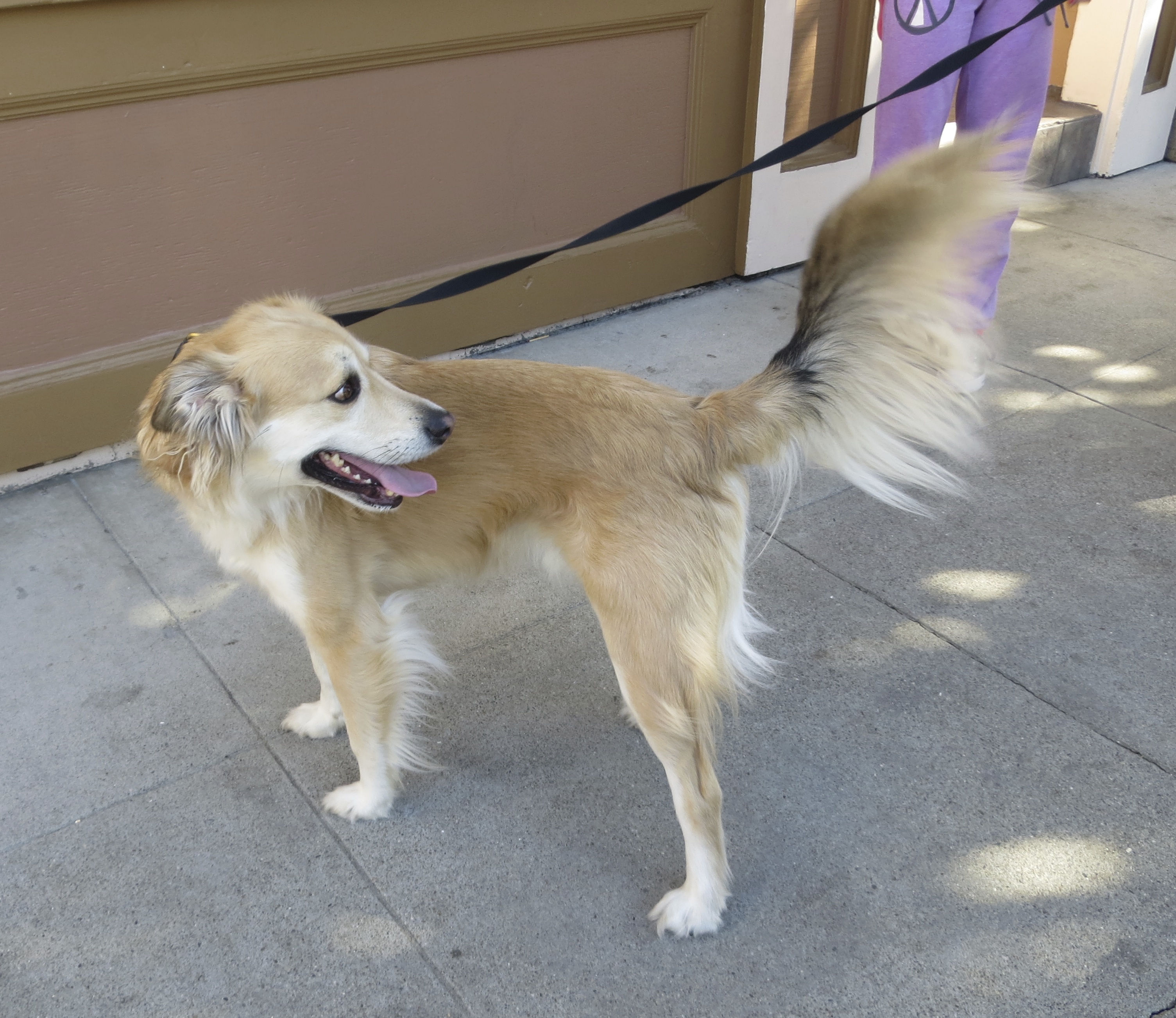 Tan-and-White Guatemalan Street Dog With Giant Plumy Tail