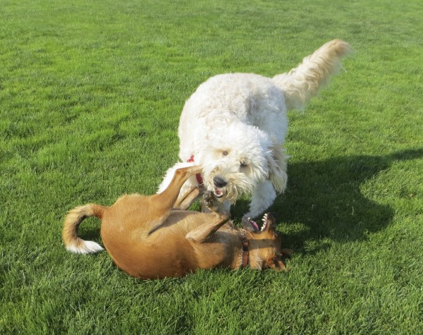 Brown Unknown Mixed Breed Dog and Very Light Goldendoodle Playing