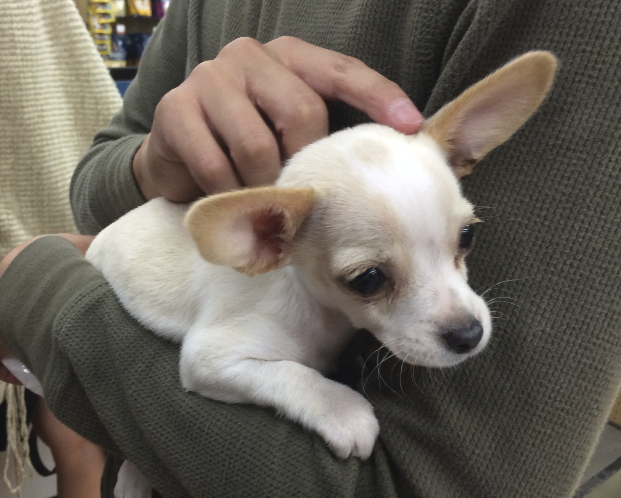 Man Holding White Chihuahua Puppy