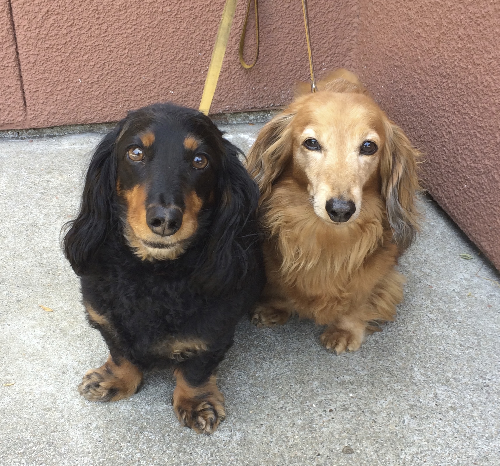 black and tan long haired miniature dachshund