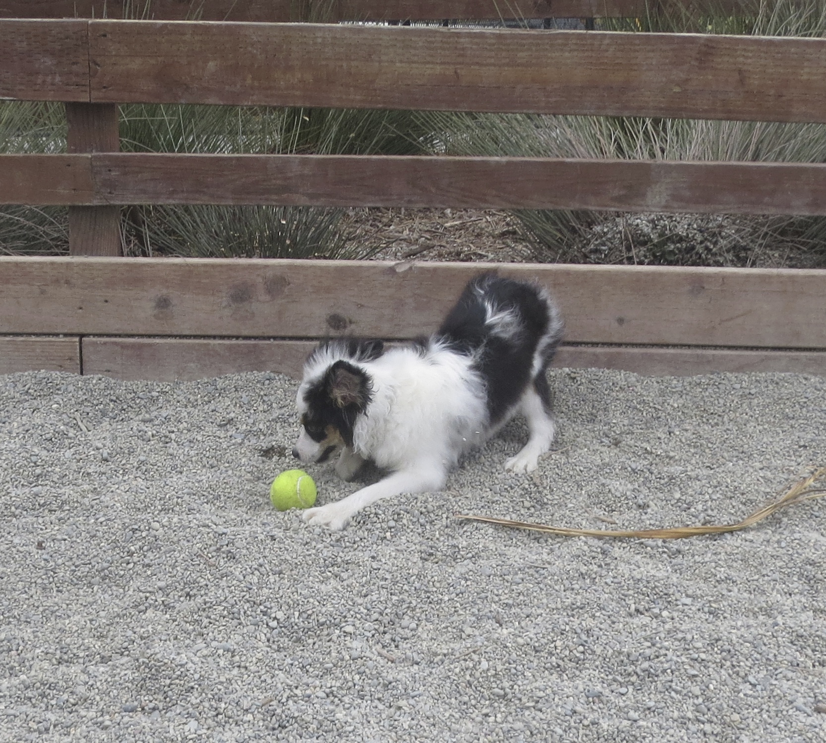 Tricolor Miniature Australian Shepherd Puppy Playing With A Ball