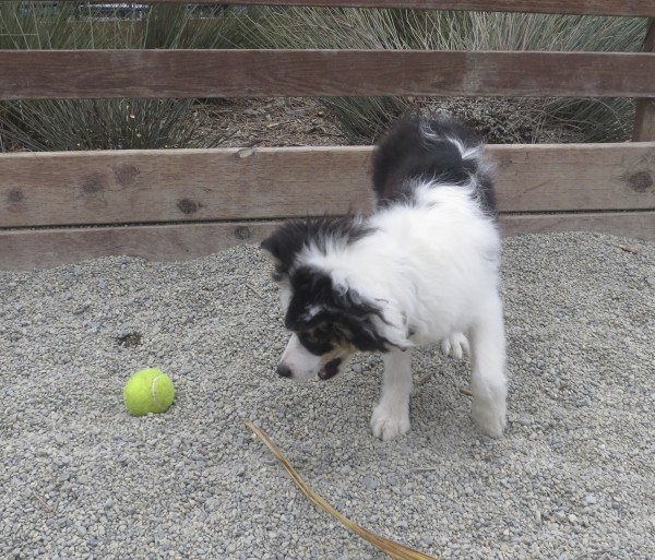 Tricolor Miniature Australian Shepherd Puppy Looking At A Ball