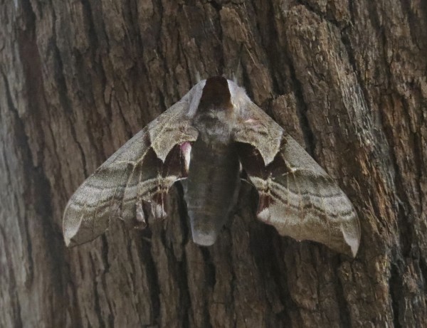 Some Kind Of Moth, I Don't Know, What?