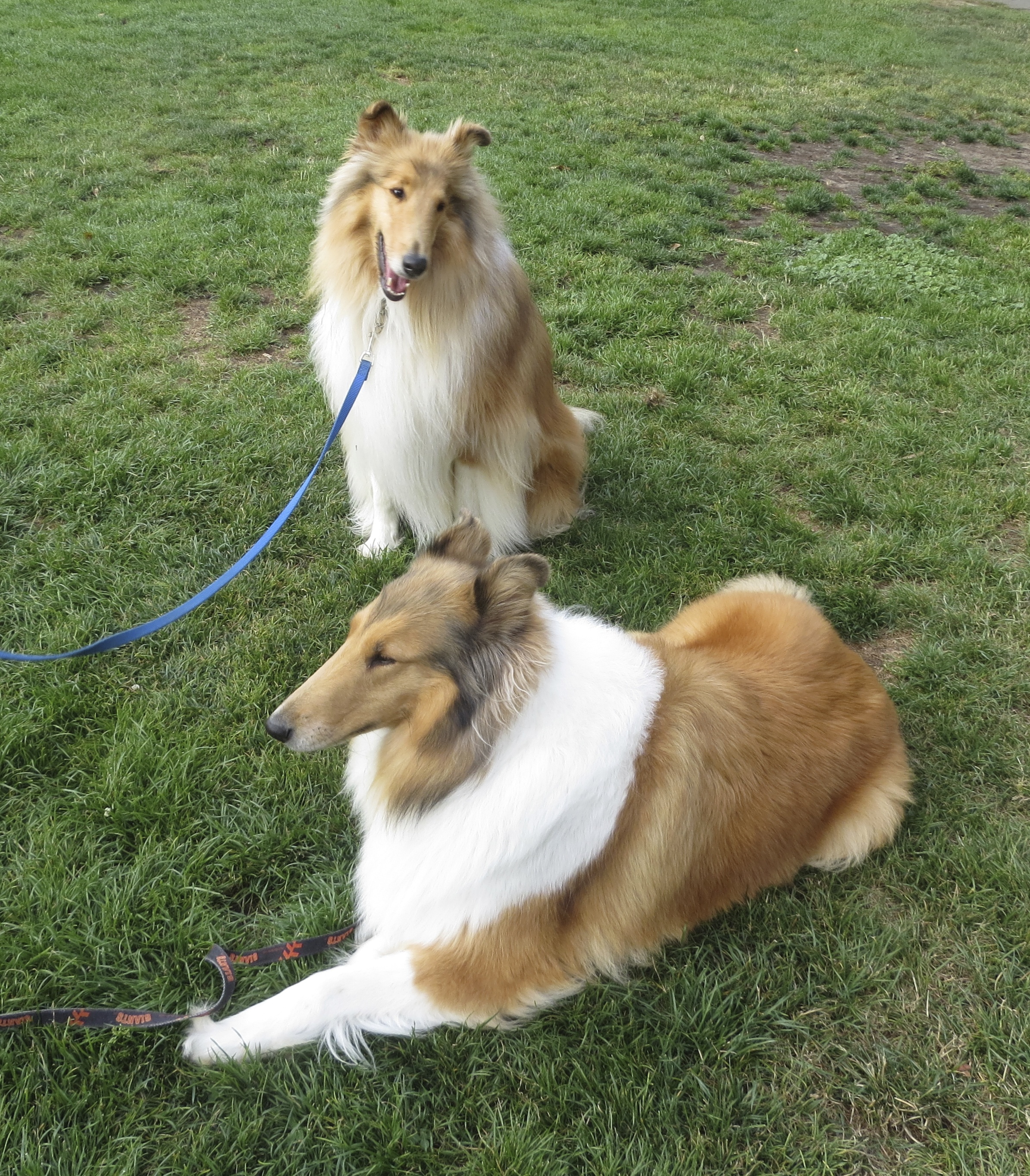 Two Floofy Adorable Beautiful Rough Collies