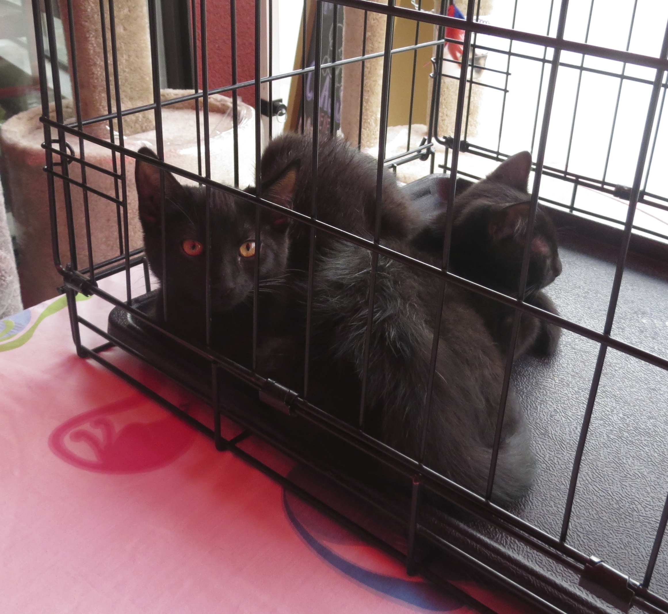 Two Black Kittens in a Cage