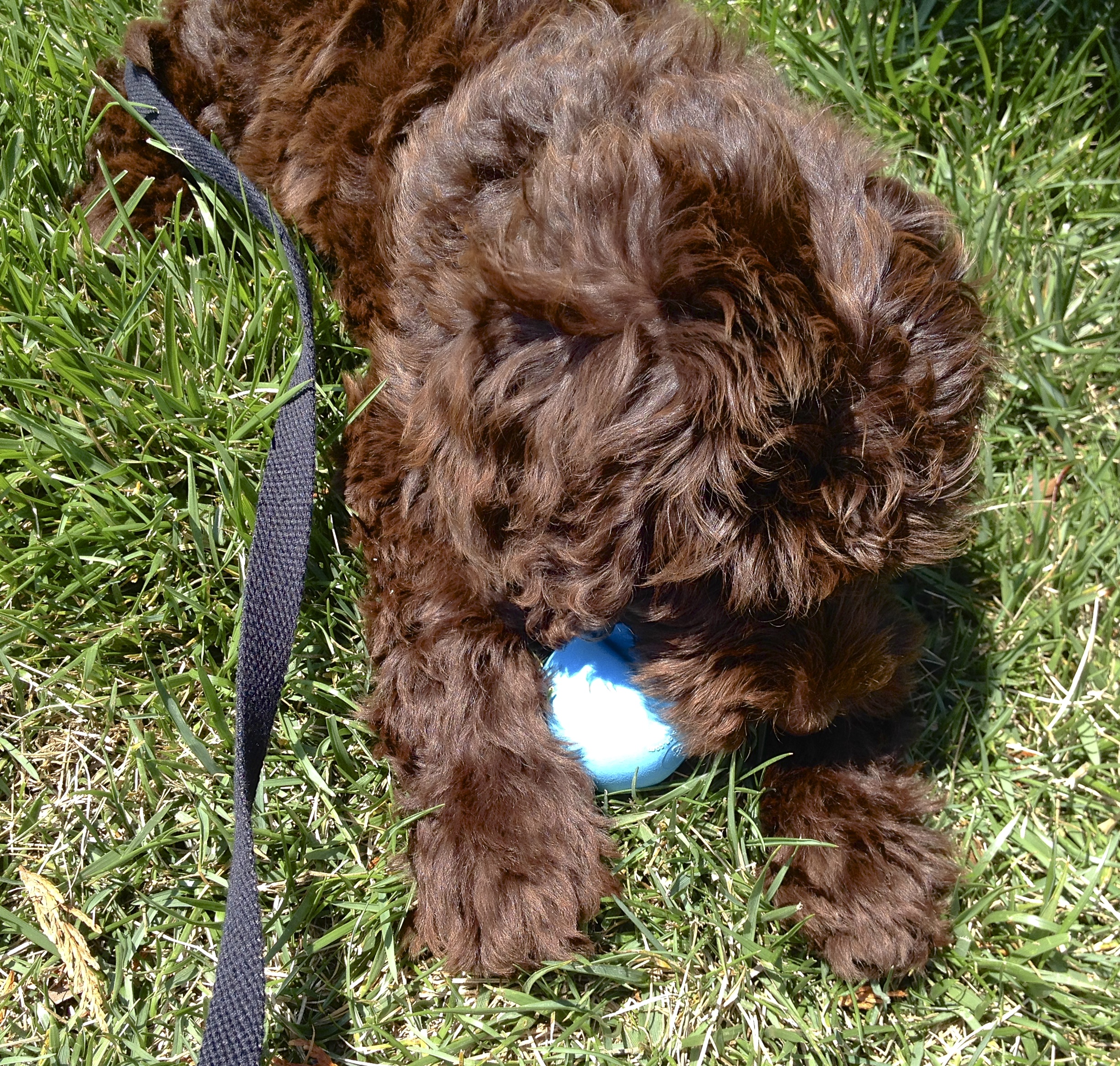 Brown Labradoodle Puppy Chewing On Blue Ball