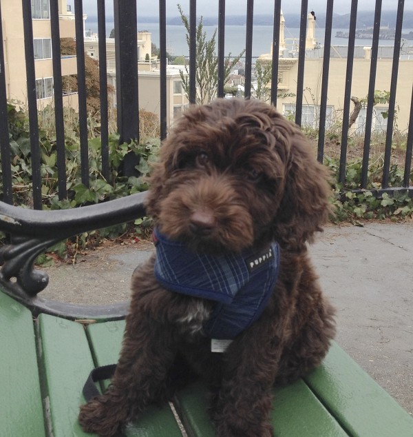 Brown Labradoodle Puppy On a Bench