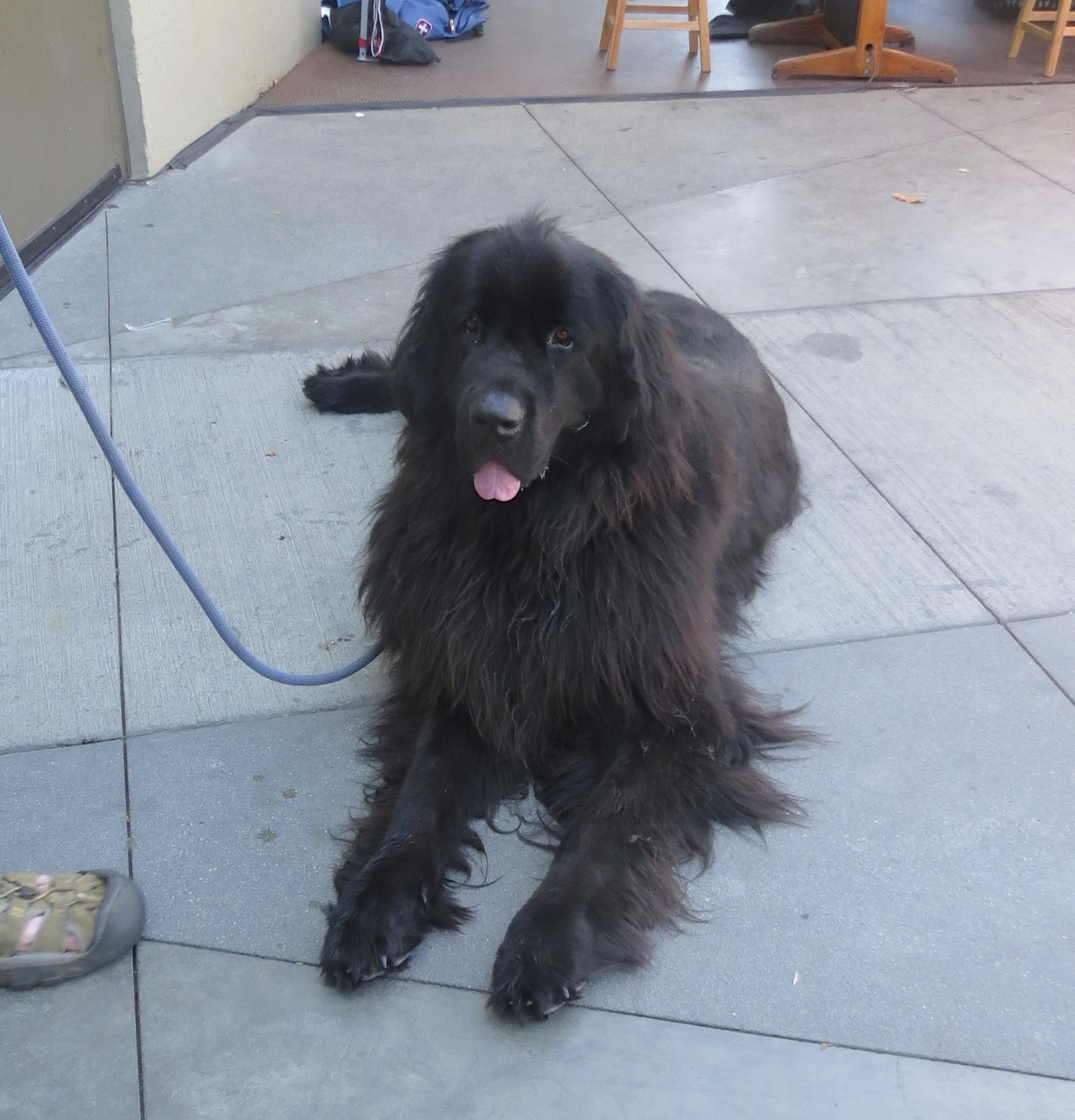 Black Newfoundland Dog With Tongue Hanging Out