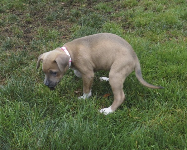 Tan and White American Pit Bull Terrier Mix Puppy