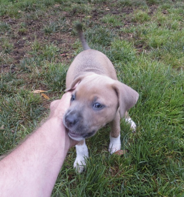 Petting A Tan and White American Pit Bull Terrier Mix Puppy