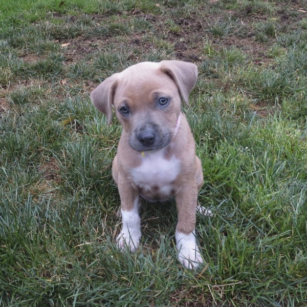 Tan and White American Pit Bull Terrier Mix Puppy
