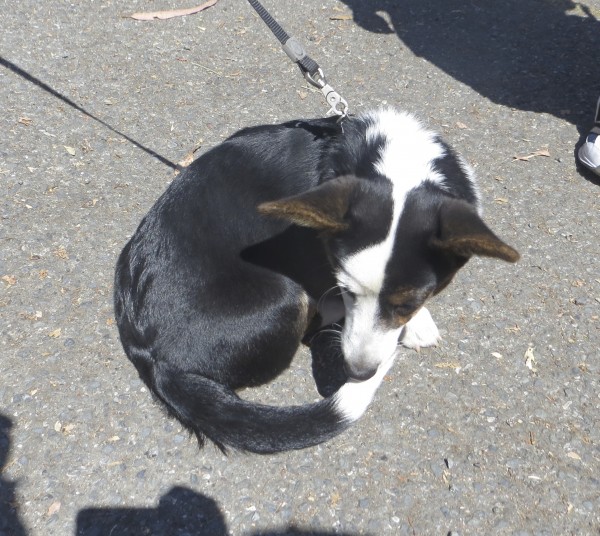 Tricolor Cardigan Welsh Corgi Mix Curled In A Ball Nose To Tail