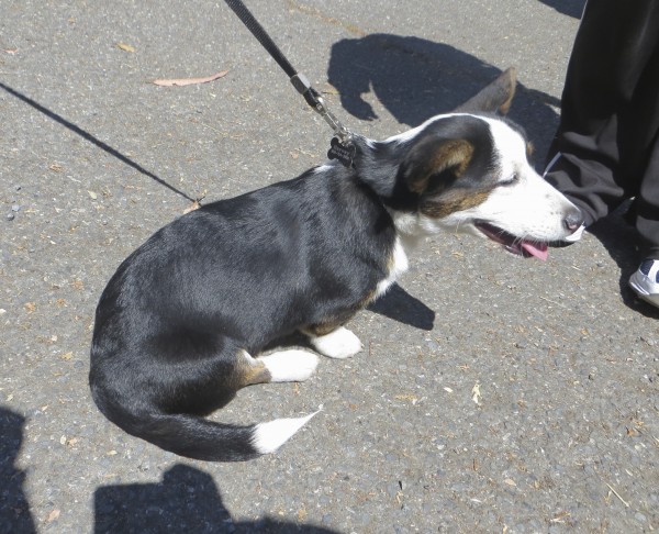 Tricolor Cardigan Welsh Corgi Mix With A Dopey Goofy Happy Expression