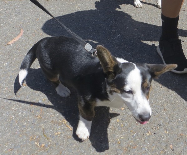 Tricolor Cardigan Welsh Corgi Mix With Ears Goofily Askew