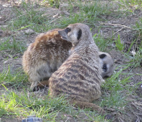 Two Meerkats, One Listening To The Ground