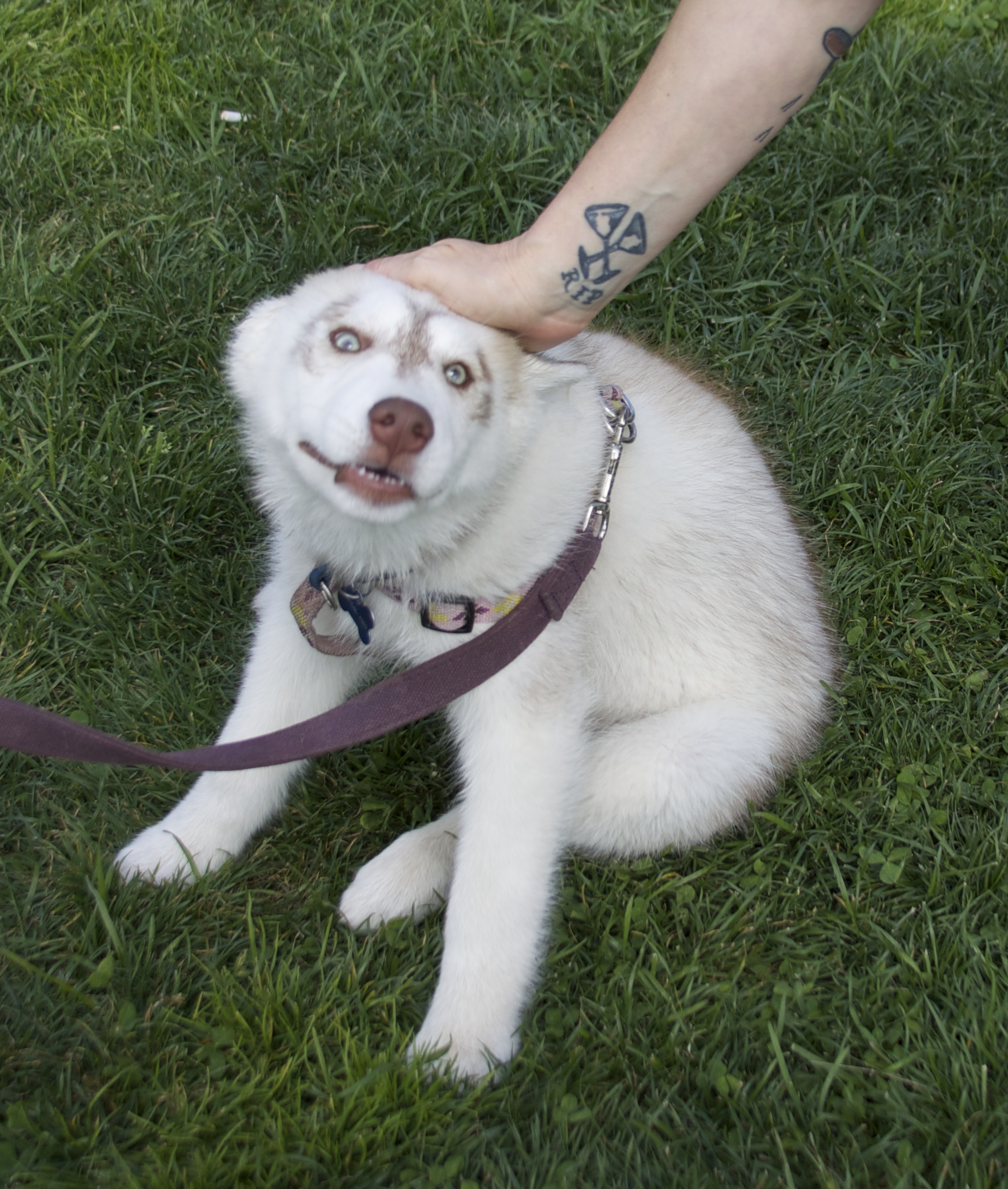 Light Red Siberian Husky Puppy Being Petted