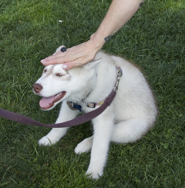 Light Red Siberian Husky Puppy Being Petted
