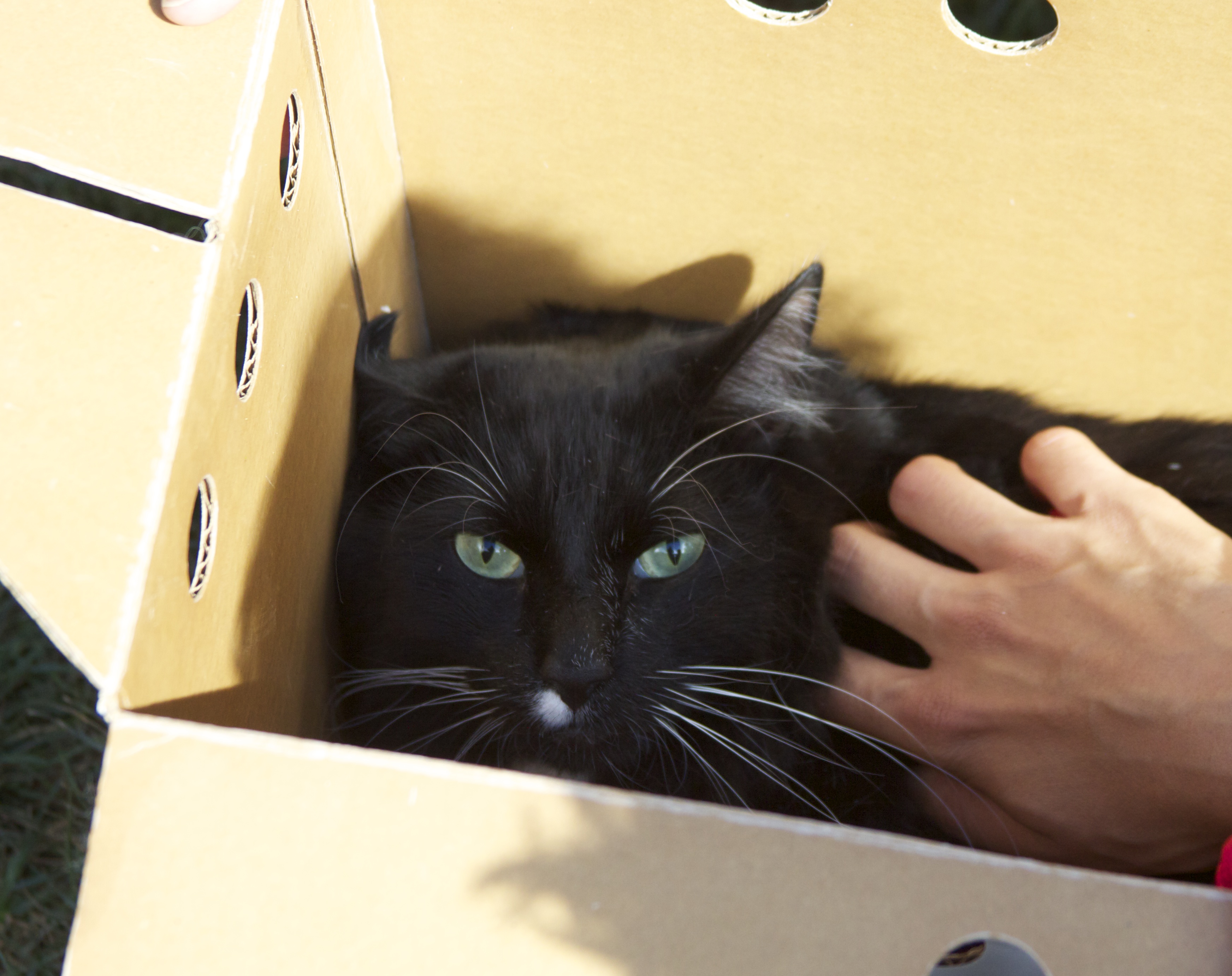 Black Cat In A Box Being Petted