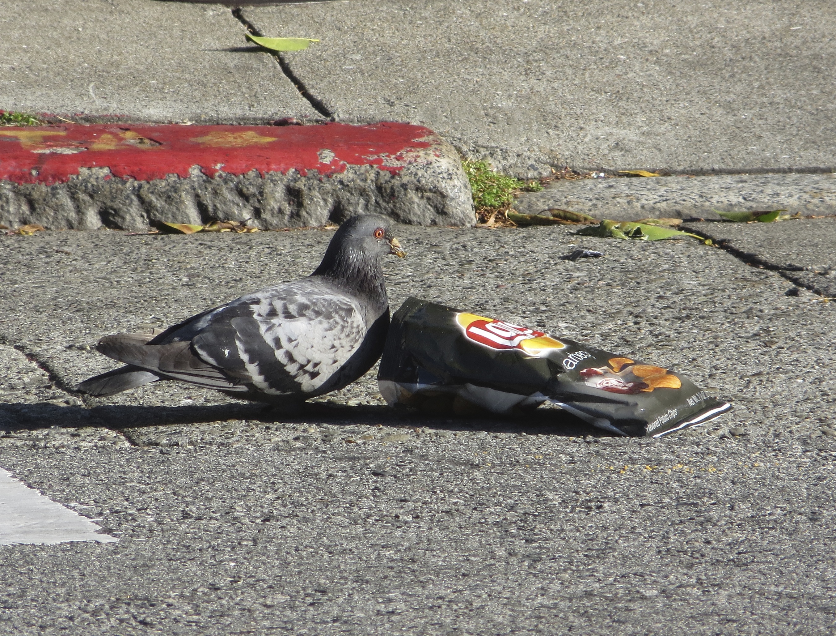 Pigeon Eyeing Potato Chip Bag