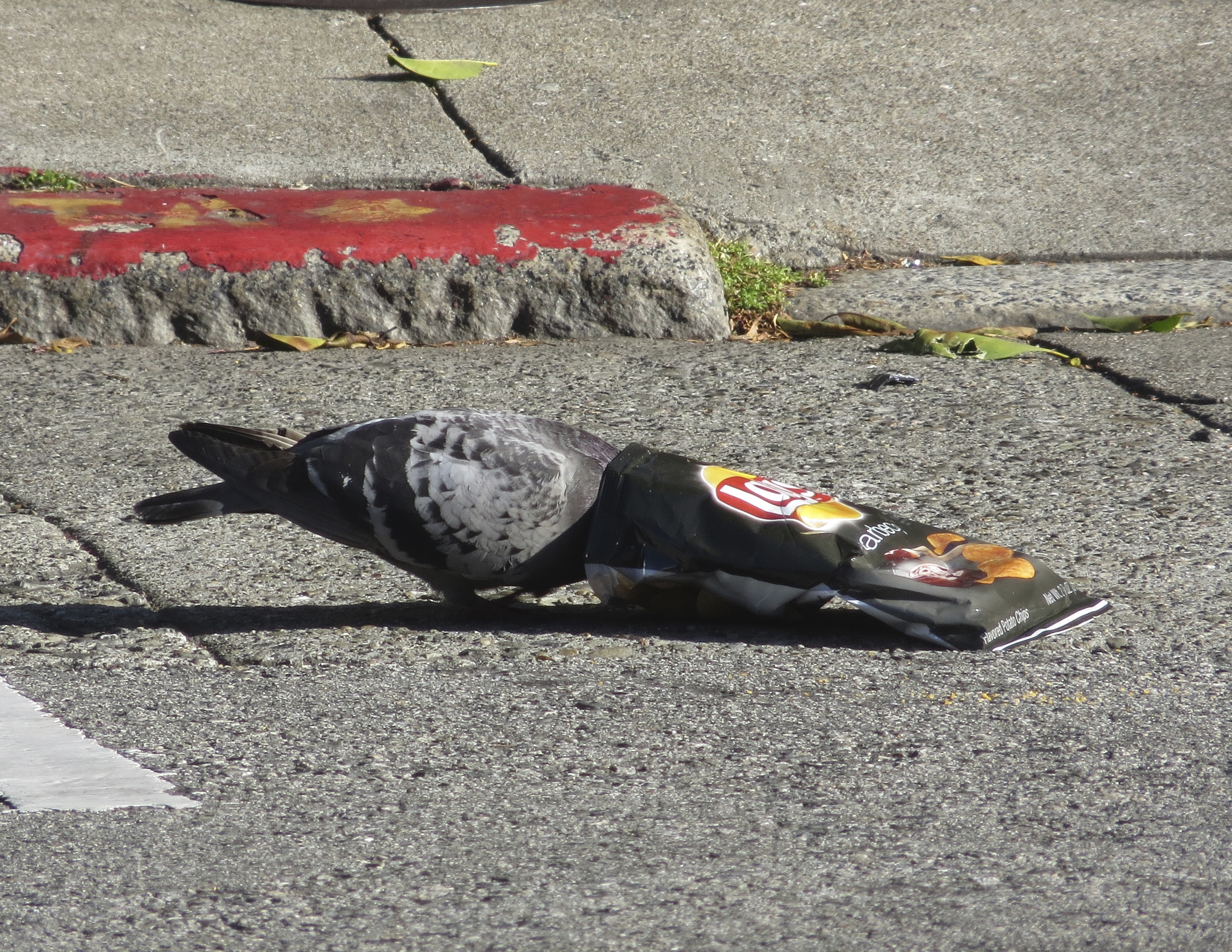 Pigeon With Head Stuck In Potato Chip Bag